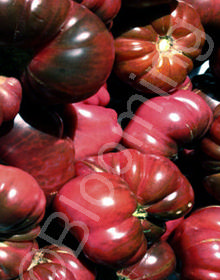 Solanum lycopersicum 'Purple Calabash'